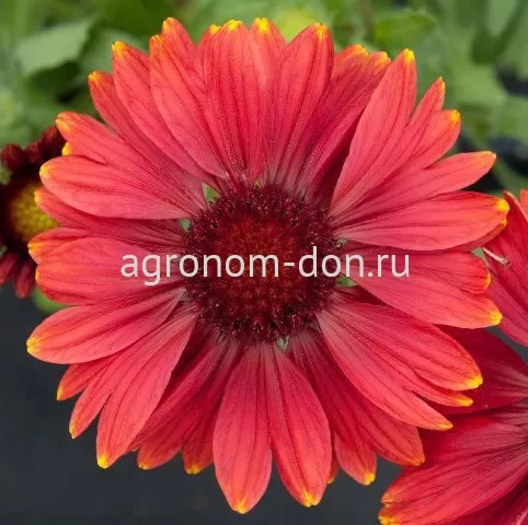 Гайлардия грандифлора Аризона (Gailardia Grandiflora Arisona) Гайлардия грандифлора Аризона (Gailardia Grandiflora Arisona)