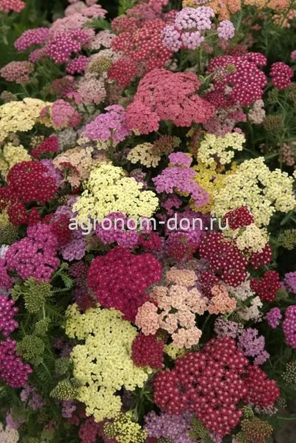 Тысячелистник Саммер (Achillea Summer) Тысячелистник Саммер (Achillea Summer)