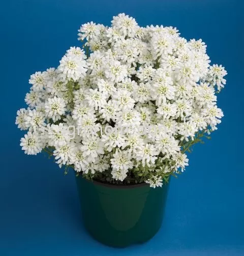 Иберис Тахо (Iberis Tahoe) Иберис Тахо (Iberis Tahoe)