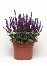 Шалфей дубравный Сальваторе (Salvia Salvatore), 100 сем/уп Шалфей дубравный Сальваторе (Salvia Salvatore), 100 сем/уп