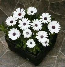 Остеоспермум Пэшн (Osteospermum Passion) Остеоспермум Пэшн (Osteospermum Passion)