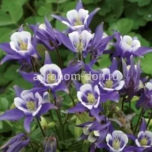 Аквилегия Винки (Aquilegia Winky) Аквилегия Винки (Aquilegia Winky)