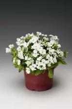 Арабис кавказский Литл Треже (Arabis Caucasica Little Treasure) Арабис кавказский Литл Треже (Arabis Caucasica Little Treasure)