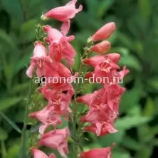 Пенстемон бородатый Твизл (Penstemon Twizzle), 100 сем/уп Пенстемон бородатый Твизл (Penstemon Twizzle), 100 сем/уп