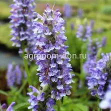 Котовник (Nepeta), 1000 сем/уп Котовник (Nepeta), 1000 сем/уп