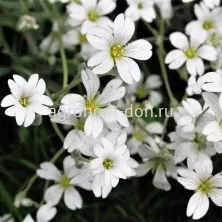 Гипсофила ползучая Филоу Вайт (Gypsophila Filou White), 1000 сем/уп Гипсофила ползучая Филоу Вайт (Gypsophila Filou White), 1000 сем/уп