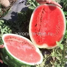 Семена арбуза Великан F1 Семена арбуза Великан F1