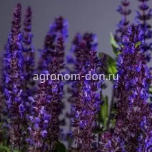 Шалфей дубравный Нью Дайменшн (Salvia New Dimension), 1000 сем/уп Шалфей дубравный Нью Дайменшн (Salvia New Dimension), 1000 сем/уп
