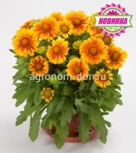 Гайлардия Меса (Gaillardia-Mesa) Гайлардия Меса (Gaillardia-Mesa)