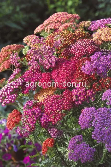 Тысячелистник Флавербёрст (Achillea Flowerburst) Тысячелистник Флавербёрст (Achillea Flowerburst)