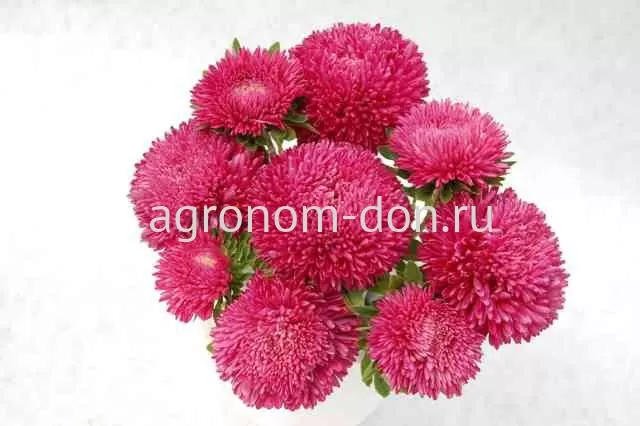 Астра Балун (Callistephus Chinensis Balloon) Астра Балун (Callistephus Chinensis Balloon)