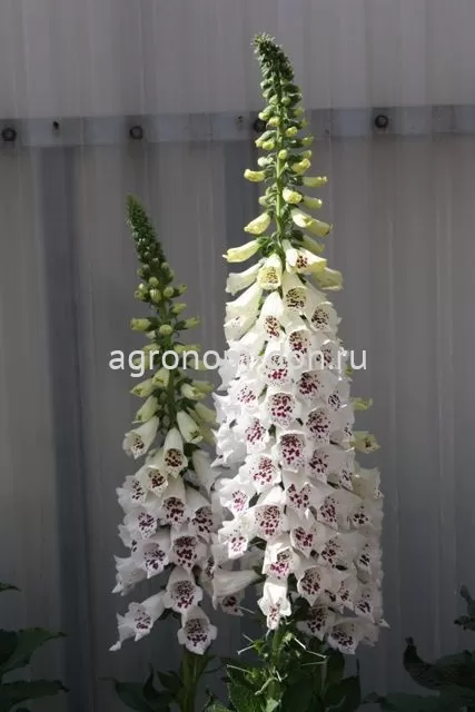 Наперстянка Далмантин (Digitalis Dalmatian) Наперстянка Далмантин (Digitalis Dalmatian)