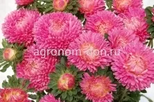 Астра Бьютифул Дэй (Callistephus Chinensis Beautiful Day) Астра Бьютифул Дэй (Callistephus Chinensis Beautiful Day)
