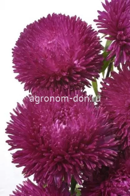 Астра Ювел (Callistephus Chinensis Juwel) Астра Ювел (Callistephus Chinensis Juwel)