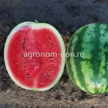 Семена арбуза Богатырь F1 Семена арбуза Богатырь F1