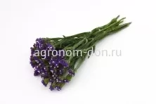 Статица КИС (Statice Limonium Qis) Статица КИС (Statice Limonium Qis)