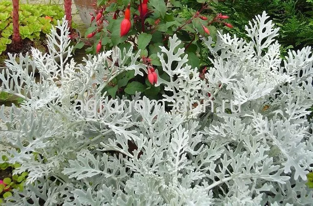 Цинерария Сильверадо (Cineraria Silverado) Цинерария Сильверадо (Cineraria Silverado)