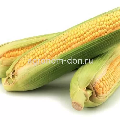 Семена кукурузы Ноа Семена кукурузы Ноа