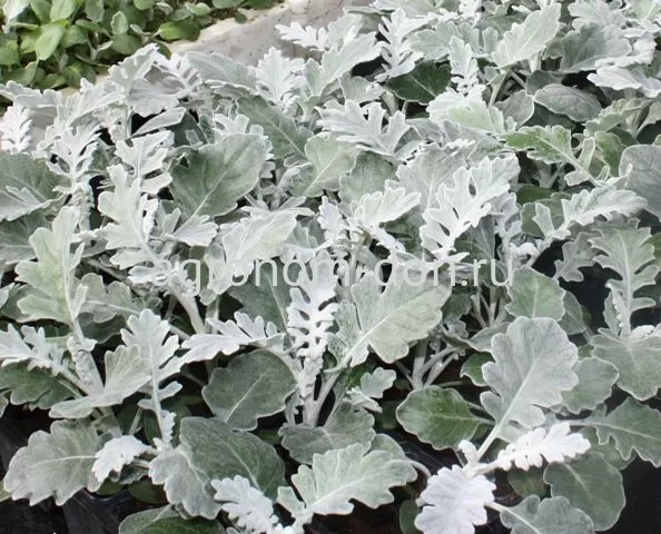 Цинерария Сильвердаст (Cineraria Silverdust) Цинерария Сильвердаст (Cineraria Silverdust)