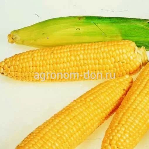 Семена кукурузы Харди Семена кукурузы Харди