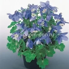 Аквилегия Камео (Aquilegia Cameo) Аквилегия Камео (Aquilegia Cameo)