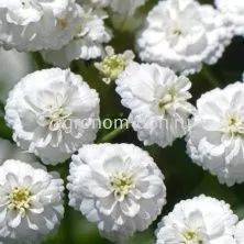 Тысячелистник птармика (Achillea Noblessa), 1000 сем/уп Тысячелистник птармика (Achillea Noblessa), 1000 сем/уп