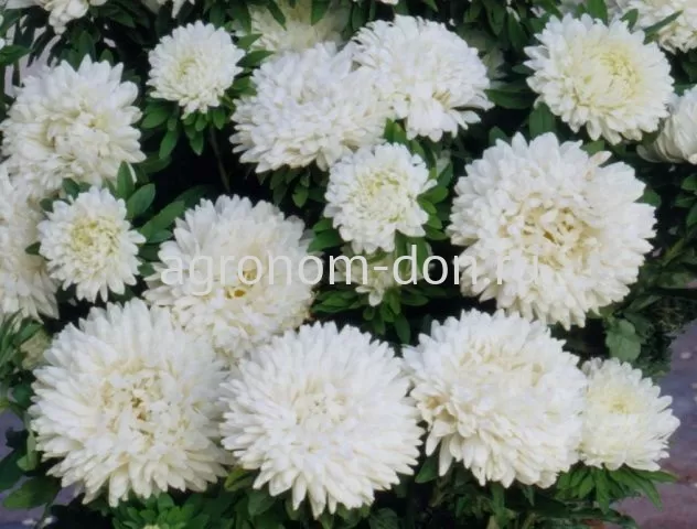 Астра Классик (Callistephus Chinensis Classic) Астра Классик (Callistephus Chinensis Classic)
