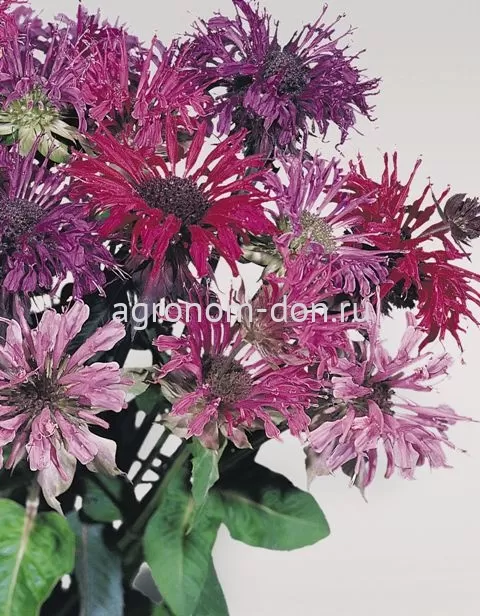Монарда двойчатая Панорама (Monarda Panorama) Монарда двойчатая Панорама (Monarda Panorama)