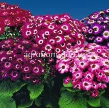 Цинерария гибридная Молл (Cineraria hybrida Moll) Цинерария гибридная Молл (Cineraria hybrida Moll)