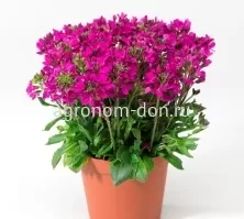 Арабис реснитчатый (Arabis Blepharophylla) Арабис реснитчатый (Arabis Blepharophylla)