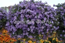 Бакопа (Bacopa) Бакопа (Bacopa)