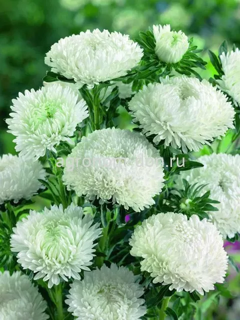 Астра Сиринга (Callistephus Chinensis Syringa) Астра Сиринга (Callistephus Chinensis Syringa)