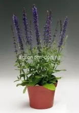 Шалфей пышный (Salvia superba), 1000 сем/уп Шалфей пышный (Salvia superba), 1000 сем/уп
