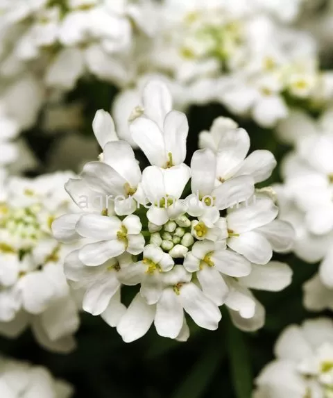 Иберис Вайтаут (Iberis Whiteout) Иберис Вайтаут (Iberis Whiteout)