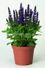 Шалфей пышный Мерло (Salvia superba Merlo), 1000 сем/уп Шалфей пышный Мерло (Salvia superba Merlo), 1000 сем/уп