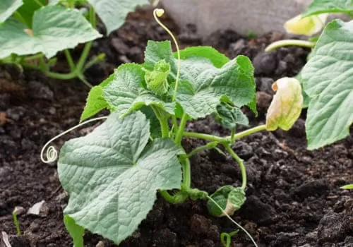 Огуречная культура