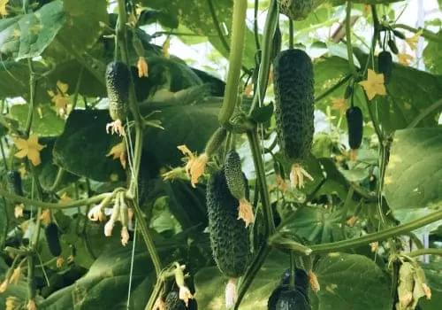 Универсальные огурцы (Дарвин)