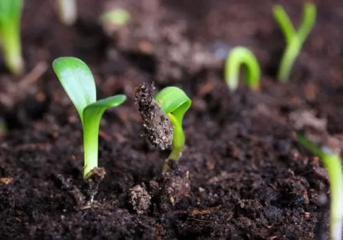 Правила выбора семян