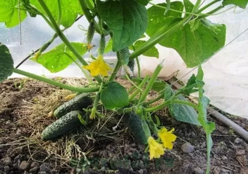 Партенокарпические сорта (Герман)