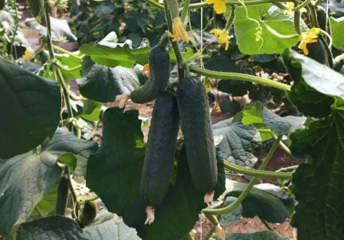 Ранние сорта (Марика)