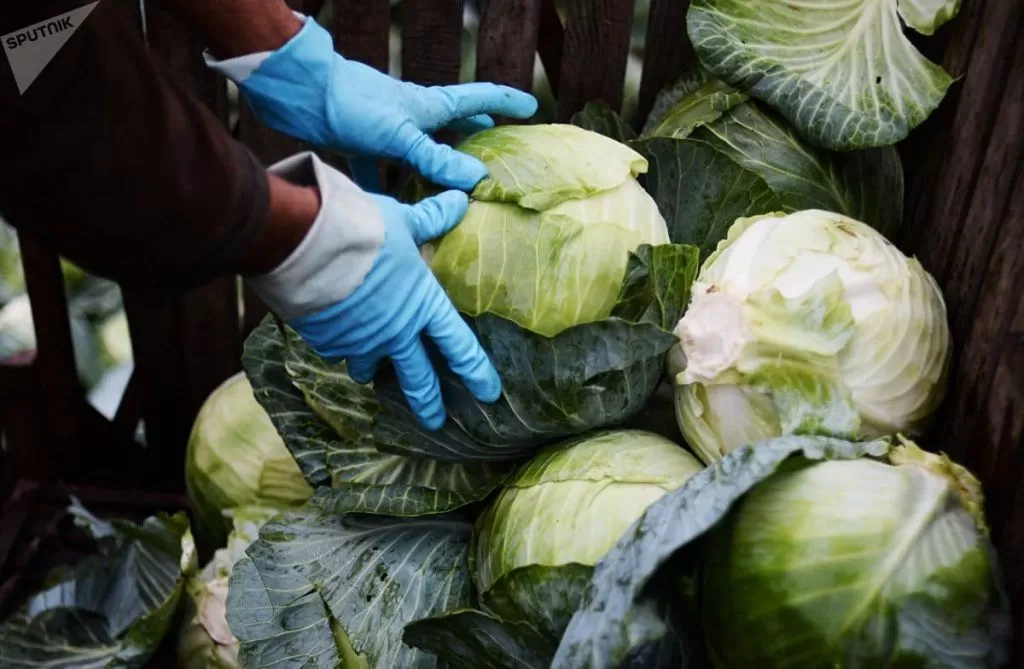 транспортировка капусты