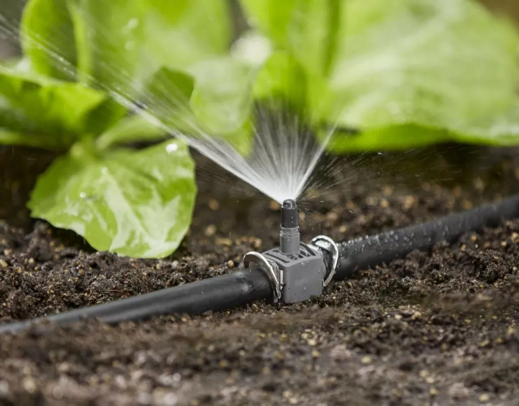 полив капусты