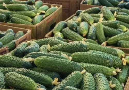 Урожайность огуречной культуры