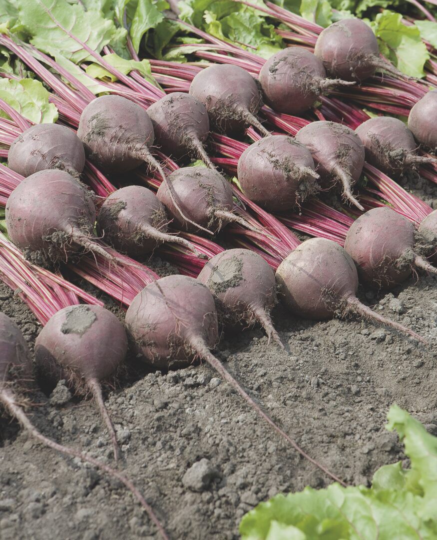 Свекла Chioggia