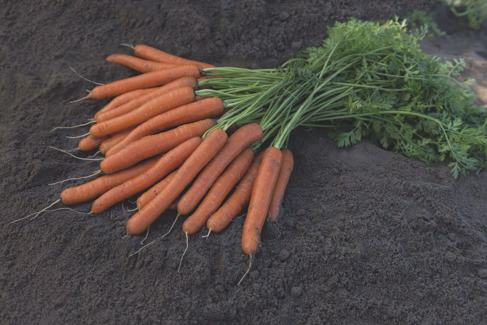 Лучшие сорта моркови для средней полосы. Морковь Нантская семена. Семена морковь Нарбонне f1. Сорта моркови фирмы партнер. Морковь Ройал форто.