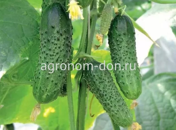 Семена огурца Барвина F1