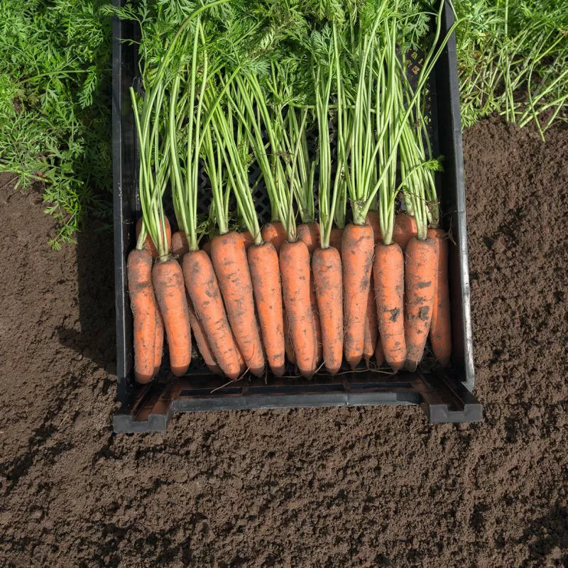 Морковь норвегия